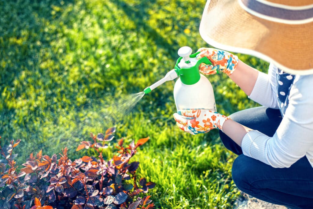 Woman spraying plants with Roundup