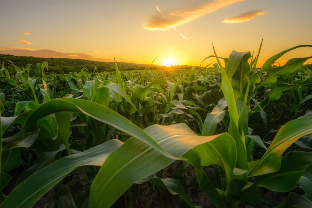 Field of corn crops